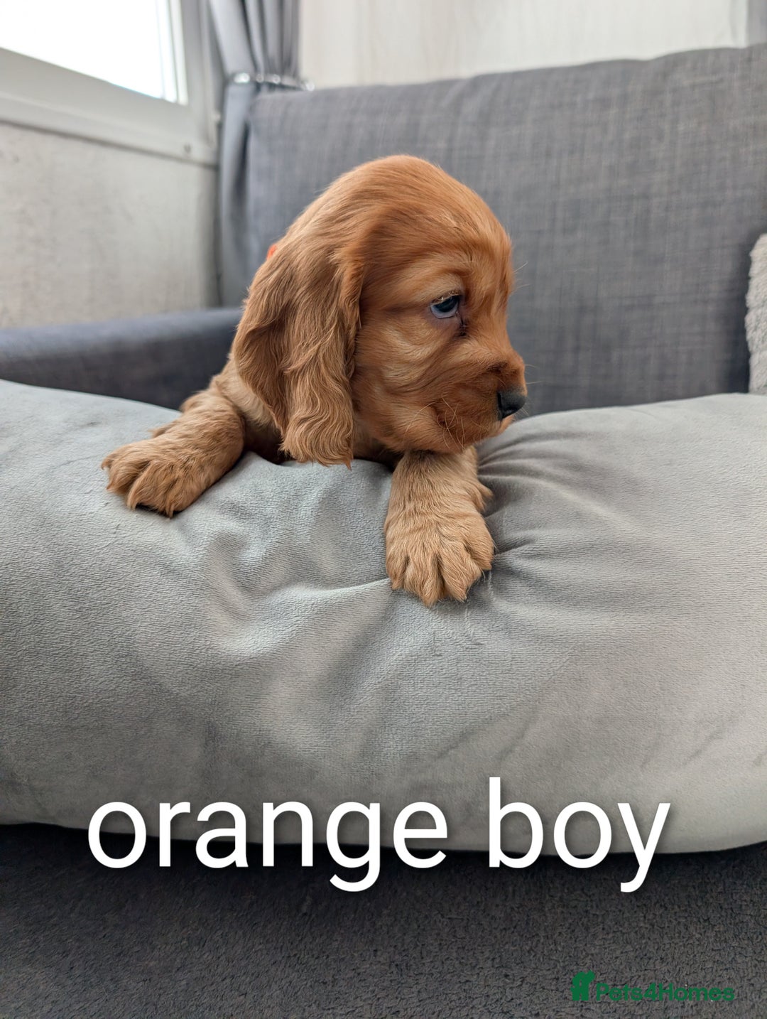 Cocker Spaniel dogs for sale: Cocker spaniel puppies - Advert 5