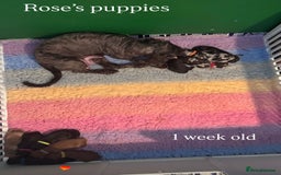 Sproodle dogs for sale: 10 fb2 Sproodles puppies  - Image 8