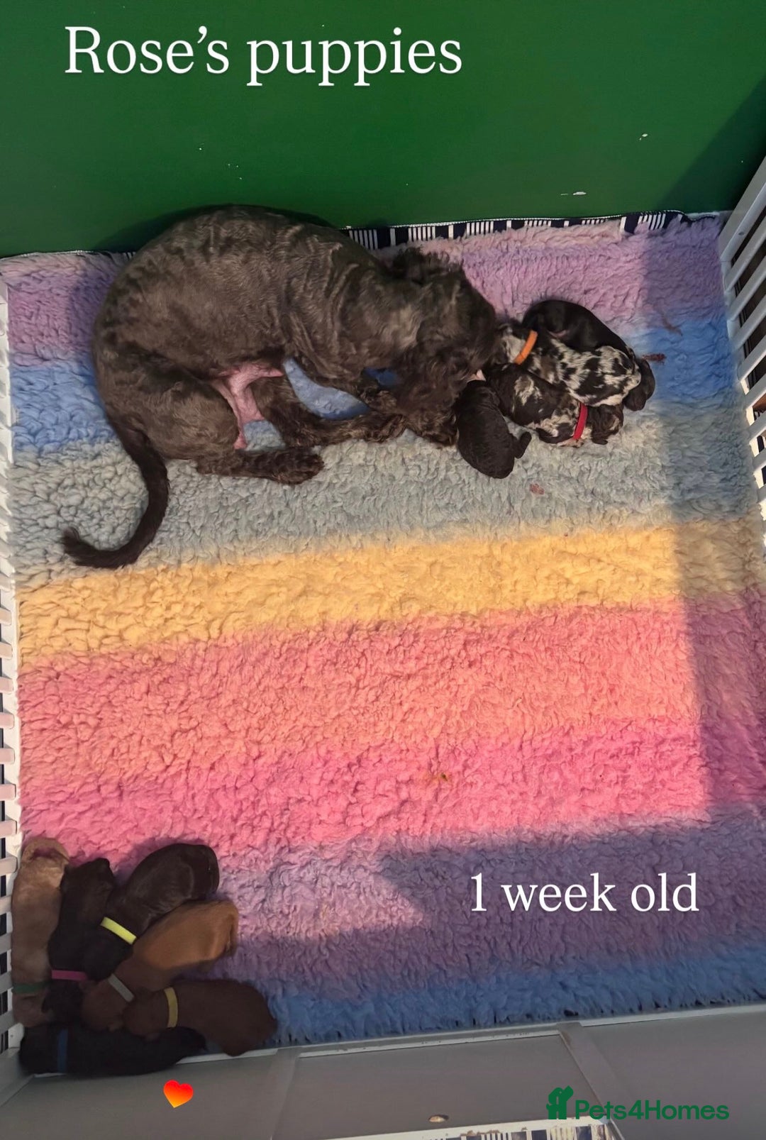 Sproodle dogs for sale: 10 fb2 Sproodles puppies  - Image 8