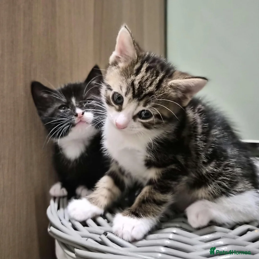 British Shorthair cats for sale: 2 gorgeous male kittens for sale  - Advert 1