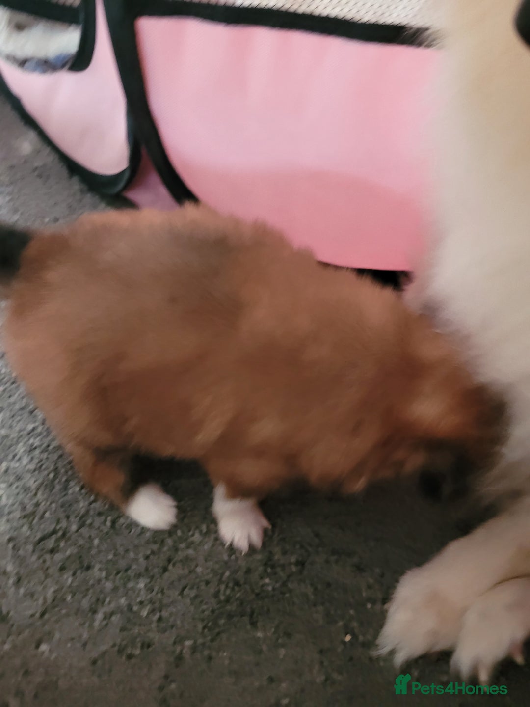 Mixed Breed dogs for sale: Mr timmy - Image 3