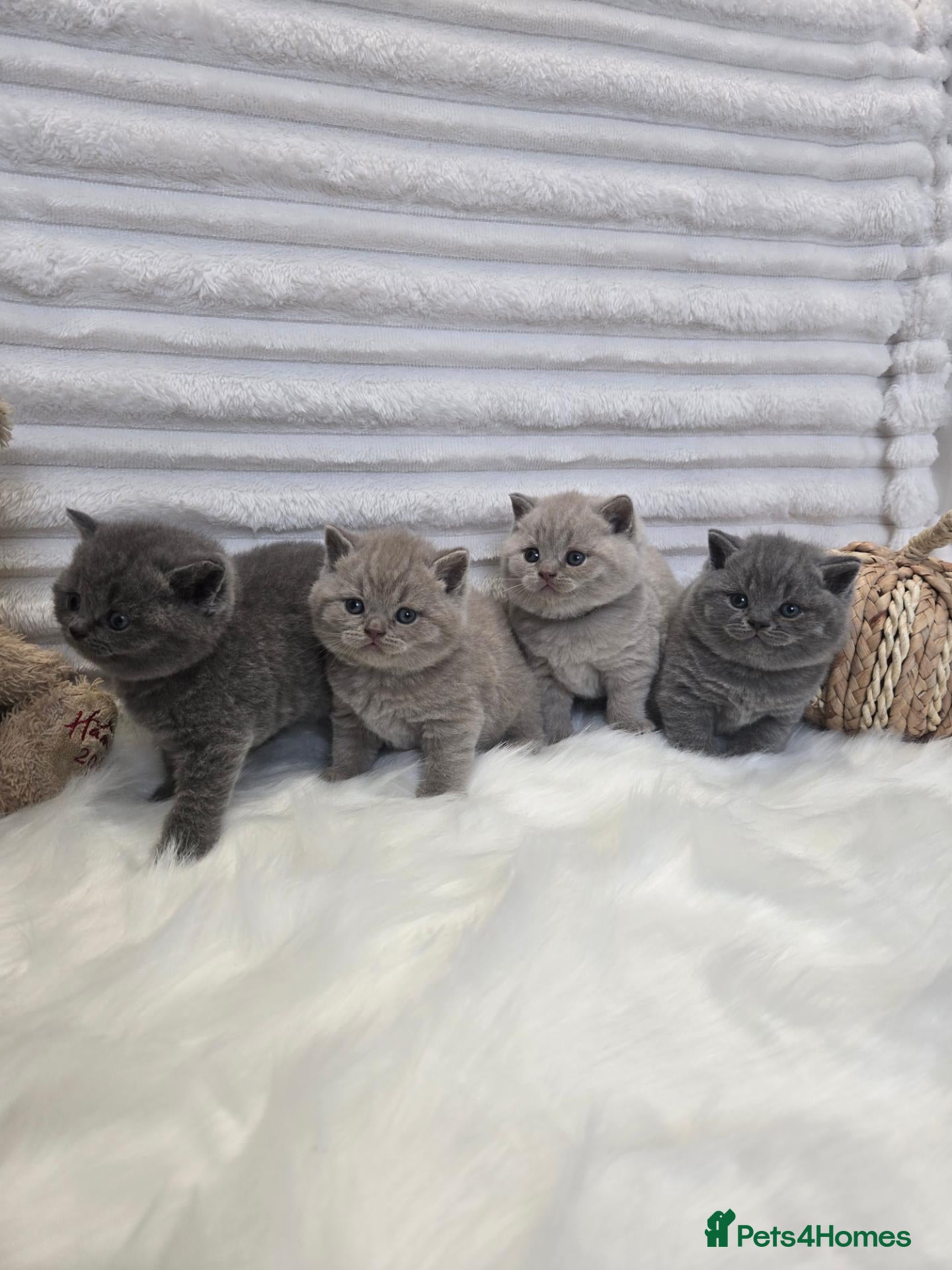 British Shorthair cats 🐾🏡GCCF Registered BSH Kittens | Champion Line 💫 - Advert 14