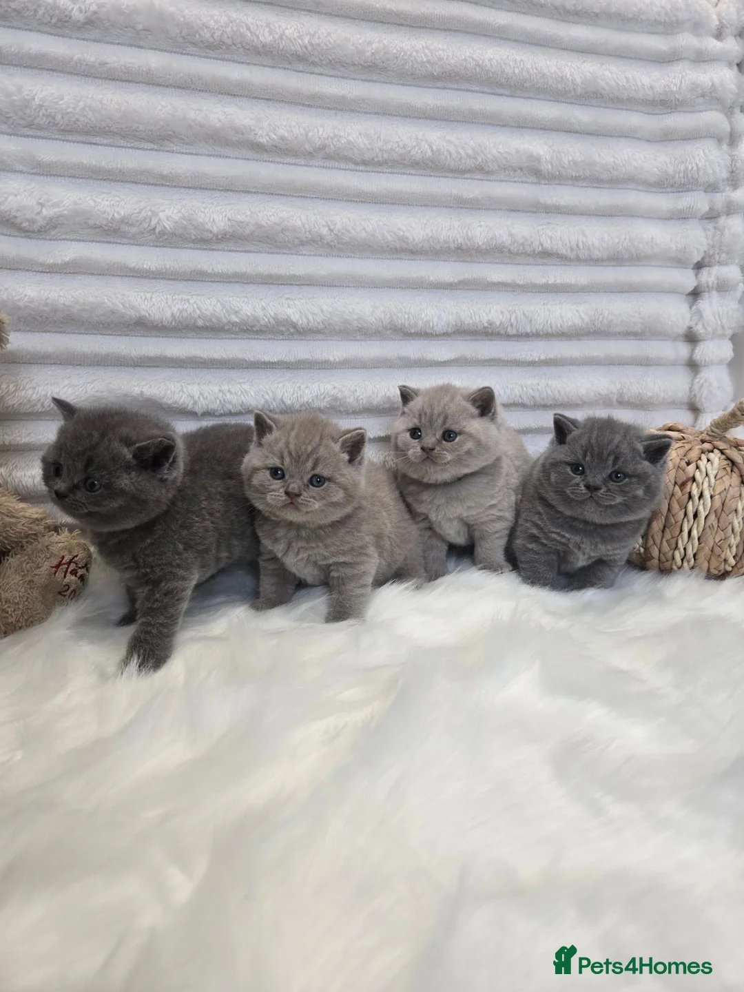 British Shorthair cats for sale: 🐾🏡GCCF Registered BSH Kittens | Champion Line 💫 in Pinner - Advert 1