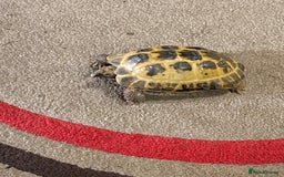 Tortoise reptiles for sale: Horsfield Tortoise and enclosure - Image 3