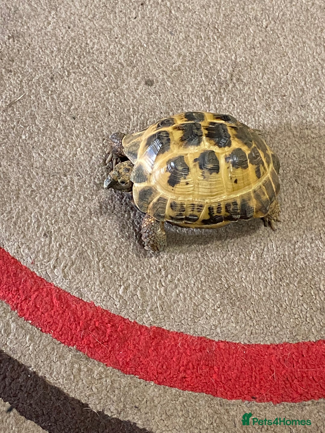 Tortoise reptiles for sale: Horsfield Tortoise and enclosure - Image 3
