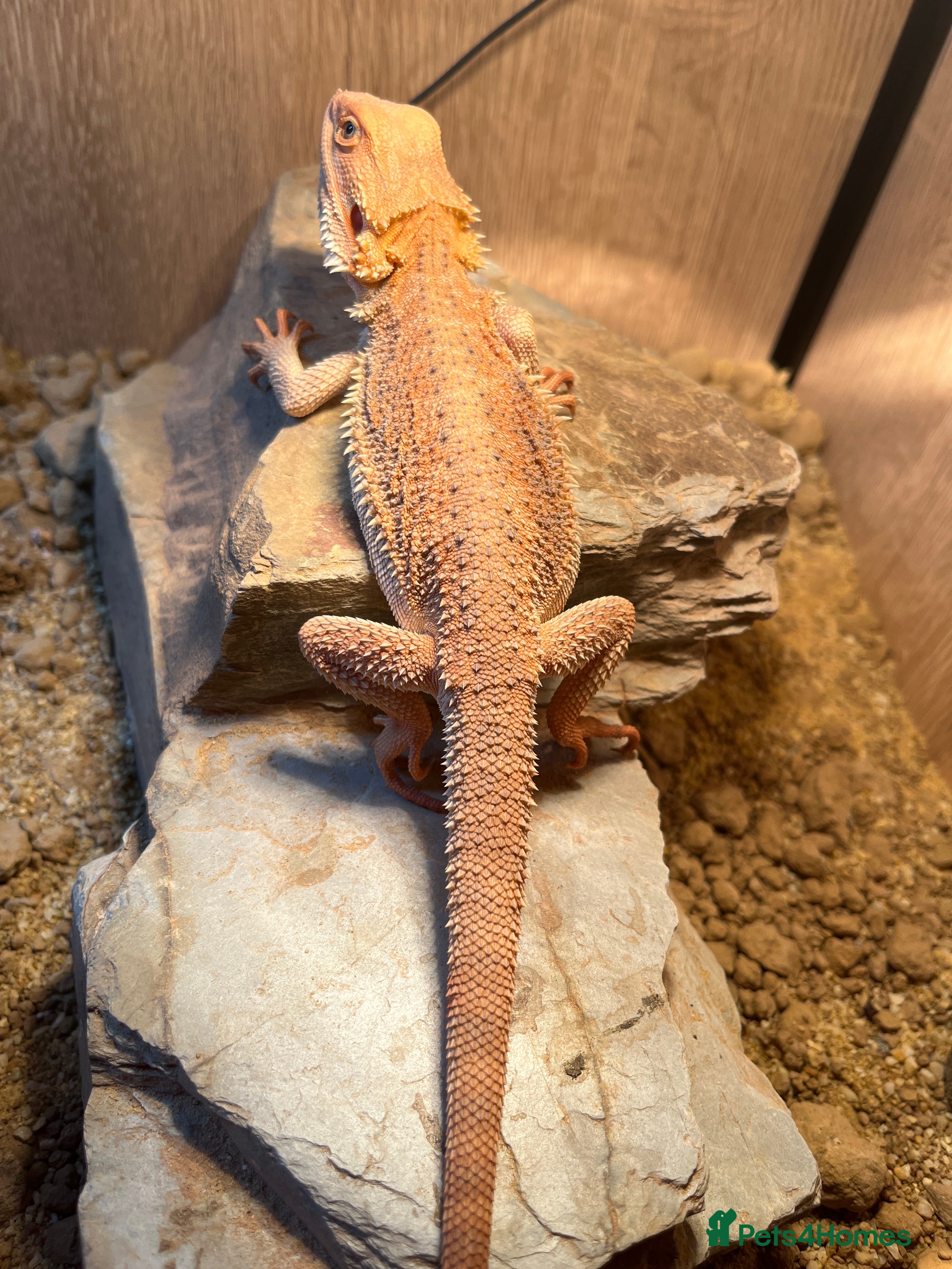 Bearded Dragon reptiles Hypo blue bar Bearded dragon and set up  - Advert 1