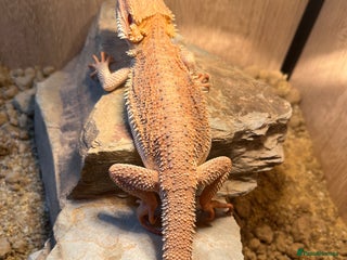 Bearded Dragon reptiles Hypo blue bar Bearded dragon and set up - Advert 1