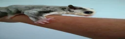Sugar Glider rodents for sale: Creamino het leu baby boy - Advert 6