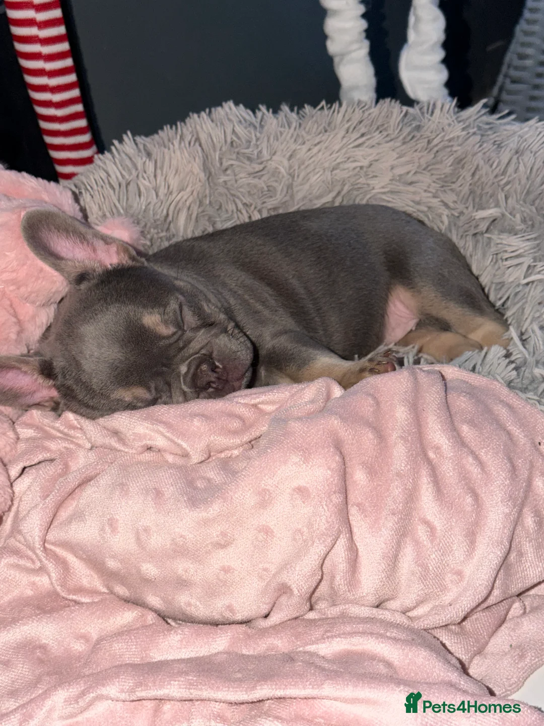 French Bulldog dogs for sale: French bulldog female for sale.  - Advert 3