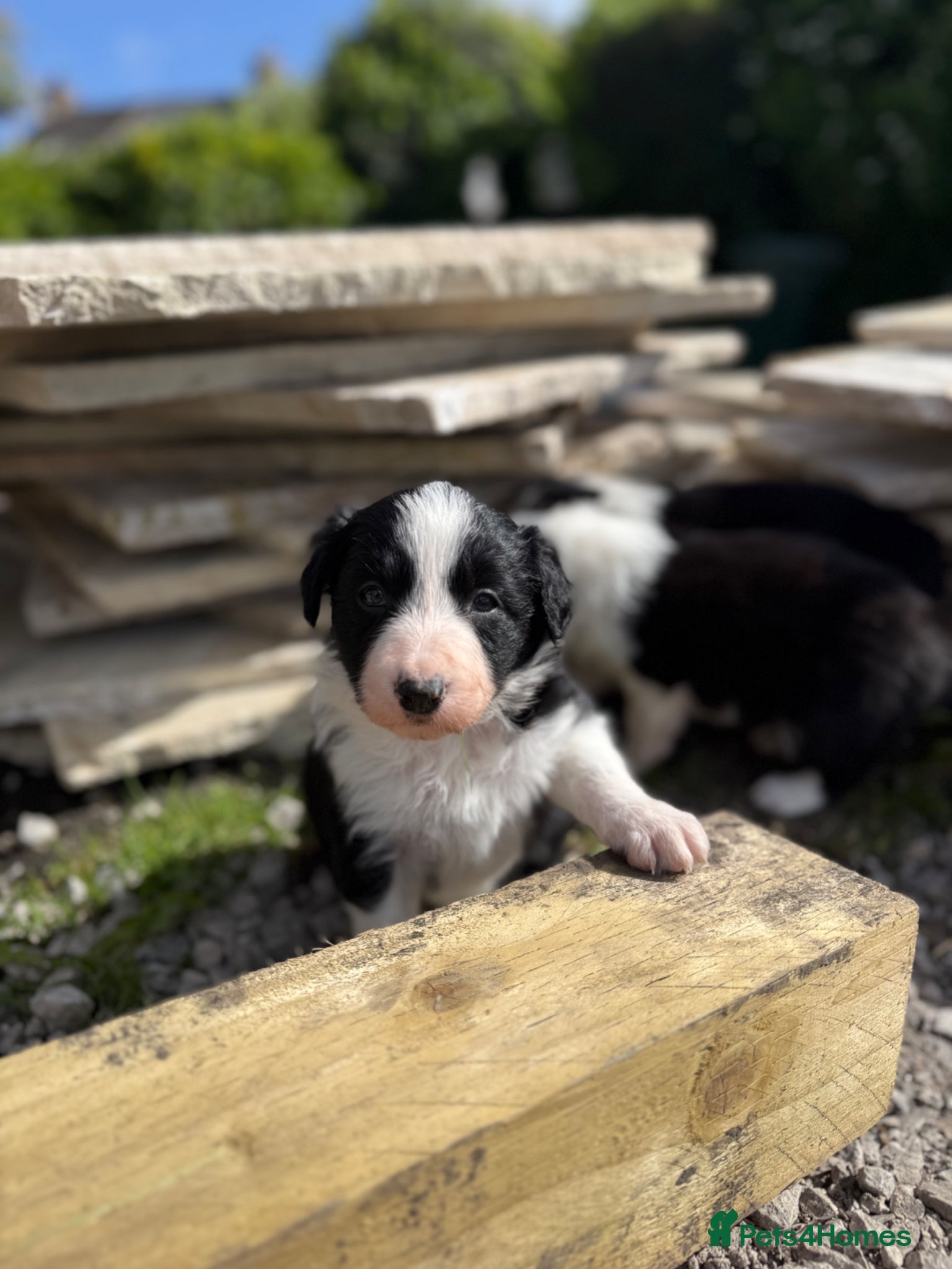 Border Collie dogs for sale: Border Collie Puppies Ready Now in Carnforth - Advert 6