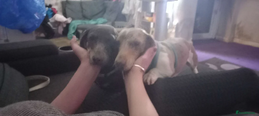 Dachshund dogs for stud: Blue eyed Merle dachshund  - Advert 6