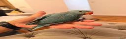 Ringnecks birds for sale: Indians ringneck - Advert 3
