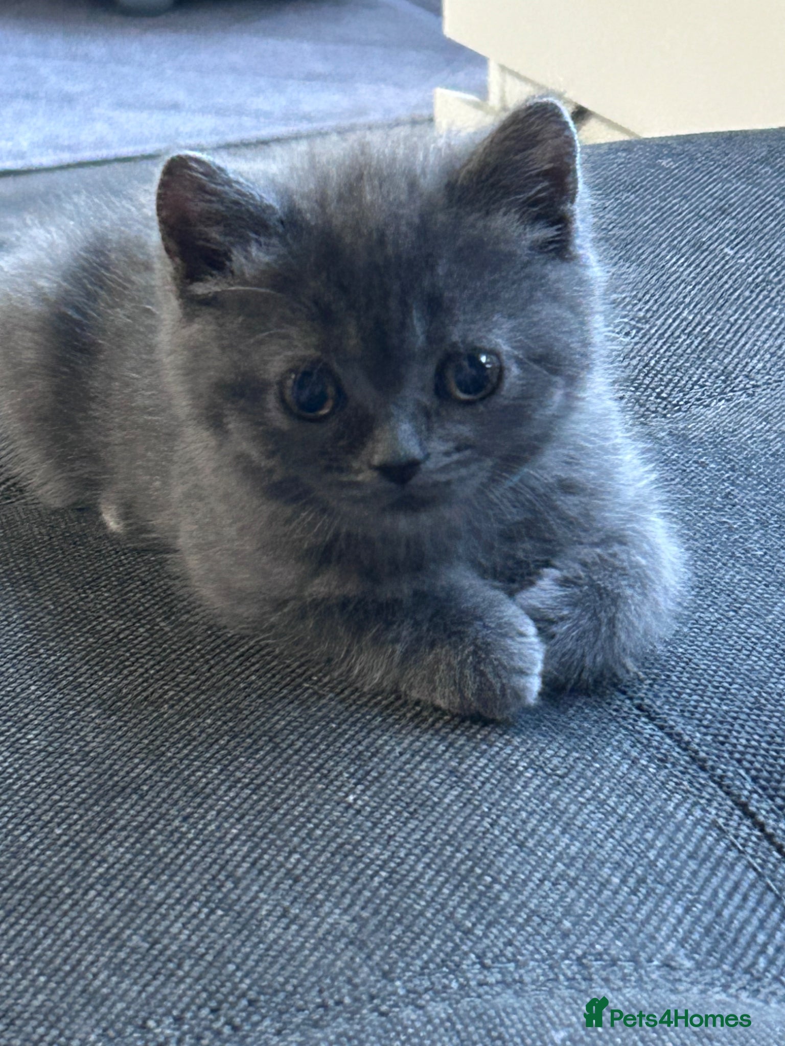 British Shorthair cats for sale: 5 British shorthair kittens  - Advert 10