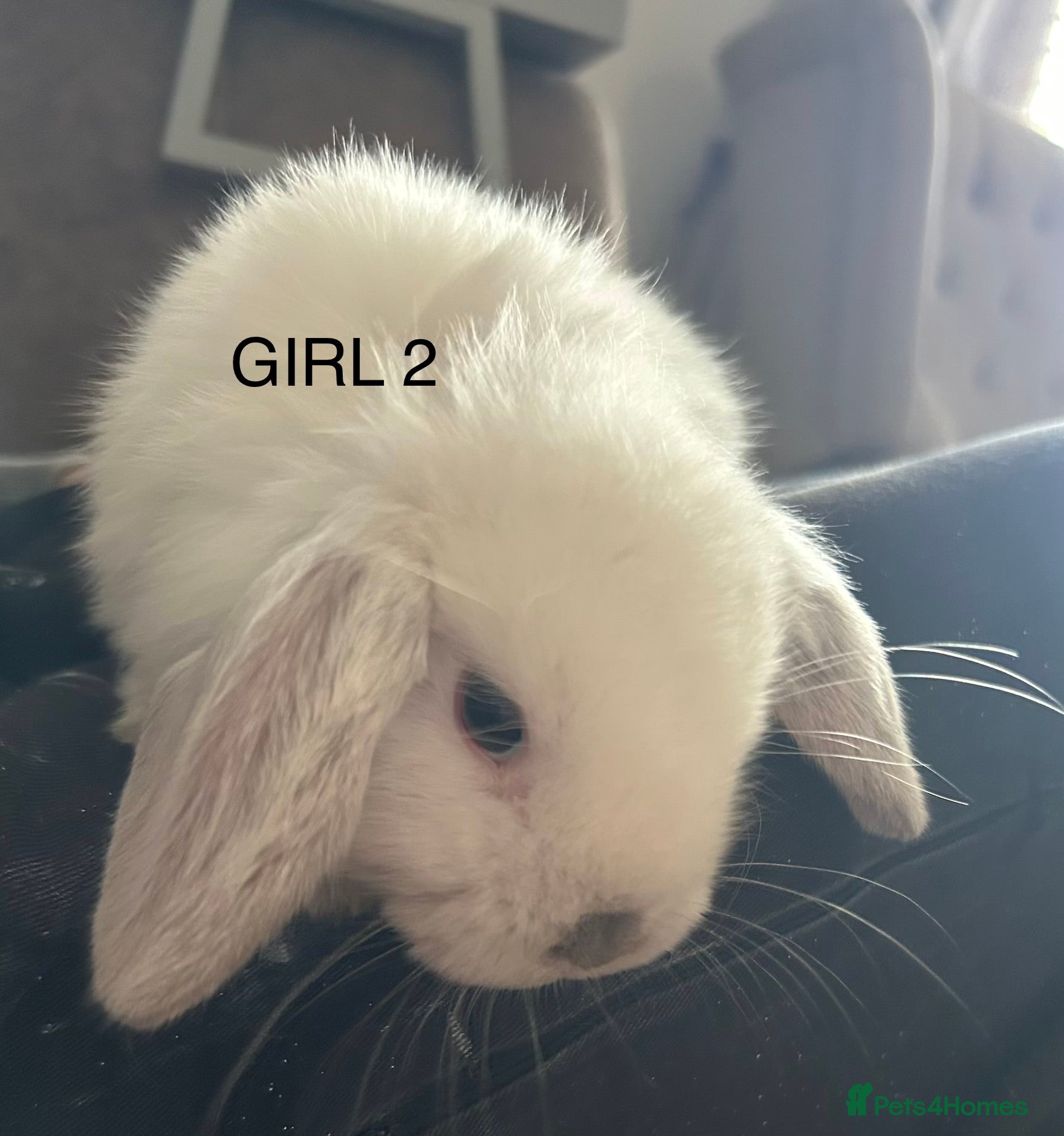 Mixed Breed rabbits Mixed breed baby rabbits - Advert 5