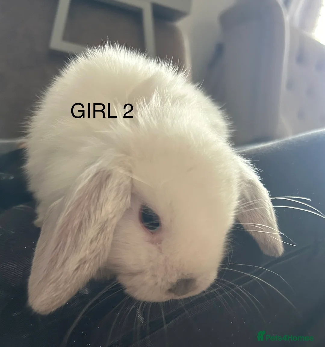 Mixed Breed rabbits for sale: Mixed breed baby rabbits - Advert 3