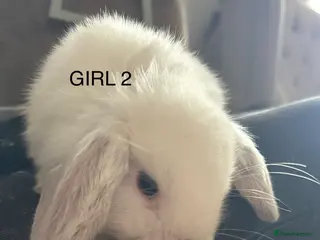 Mixed Breed rabbits Mixed breed baby rabbits - Advert 5