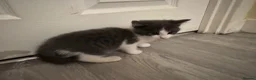 Domestic Shorthair cats for sale: 5 Stunning Kittens ready to reserve - Advert 12