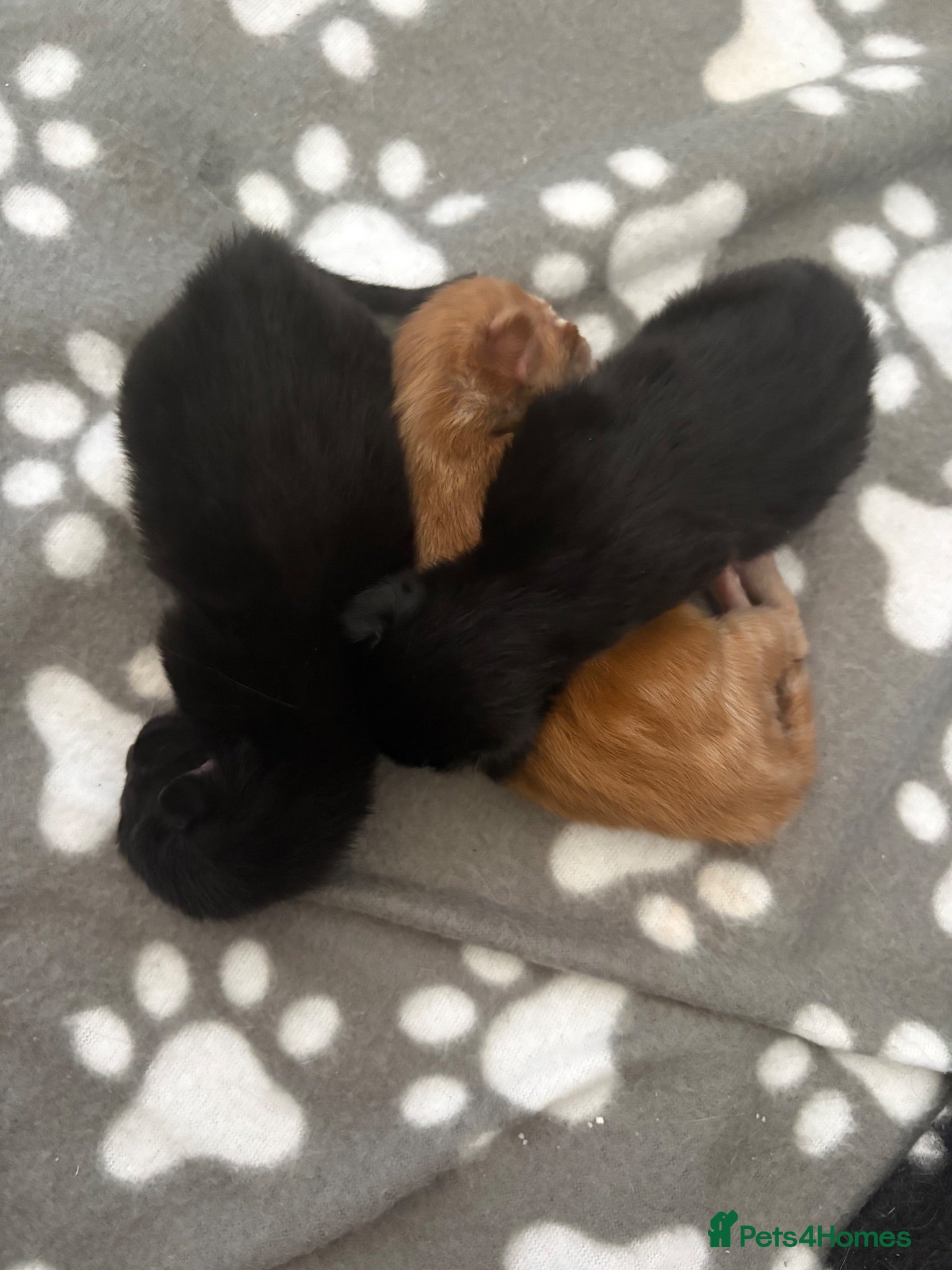 Maine Coon cats Gorgeous Maine Coon Kittens  - Advert 1