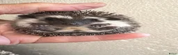 Pygmy Hedgehog rodents for sale: 8wk old APH babies various masks/ colours  - Advert 21