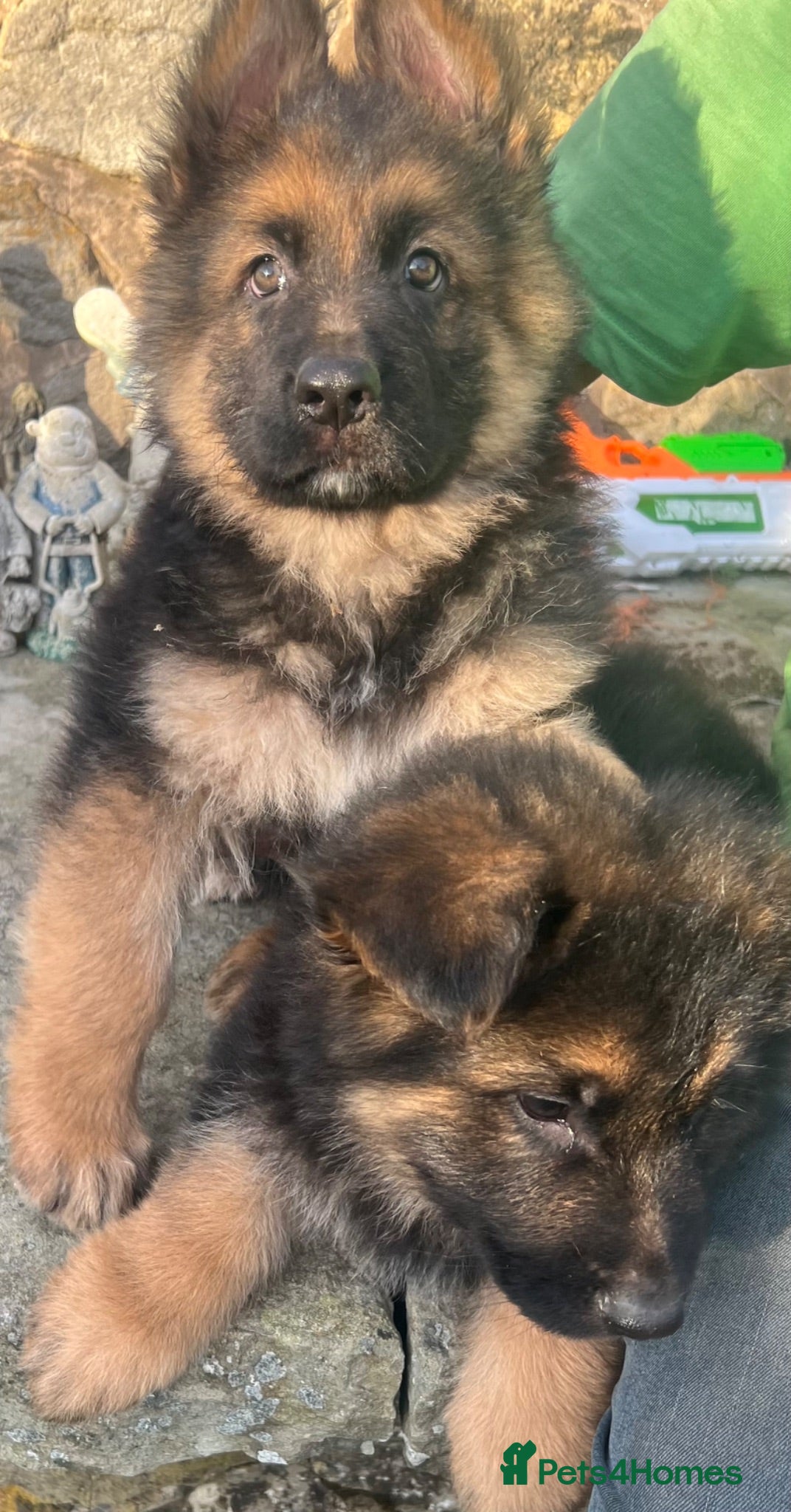 German Shepherd dogs Stunning family reared German Shepherd pups - Advert 1