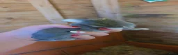 Mixed Breed rabbits for sale: Baby Bunnies  - Advert 4