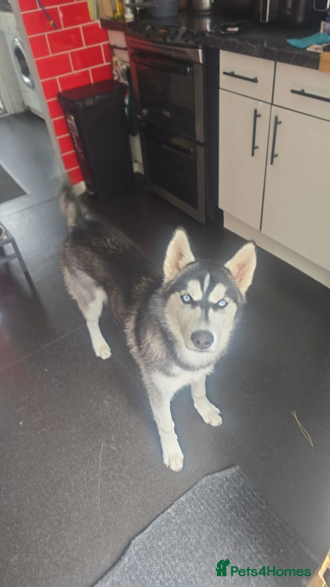 Siberian Husky dogs for sale: Siberian Husky  - Advert 5