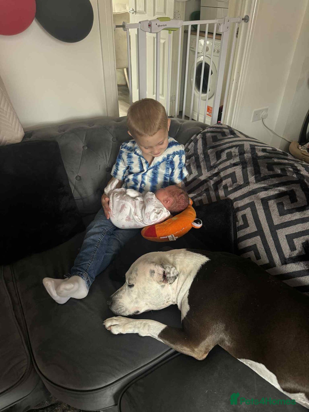 Staffordshire Bull Terrier dogs for sale: Fifi  - Advert 2