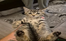 Mixed Breed cats for sale: Beautiful kittens  - Image 3