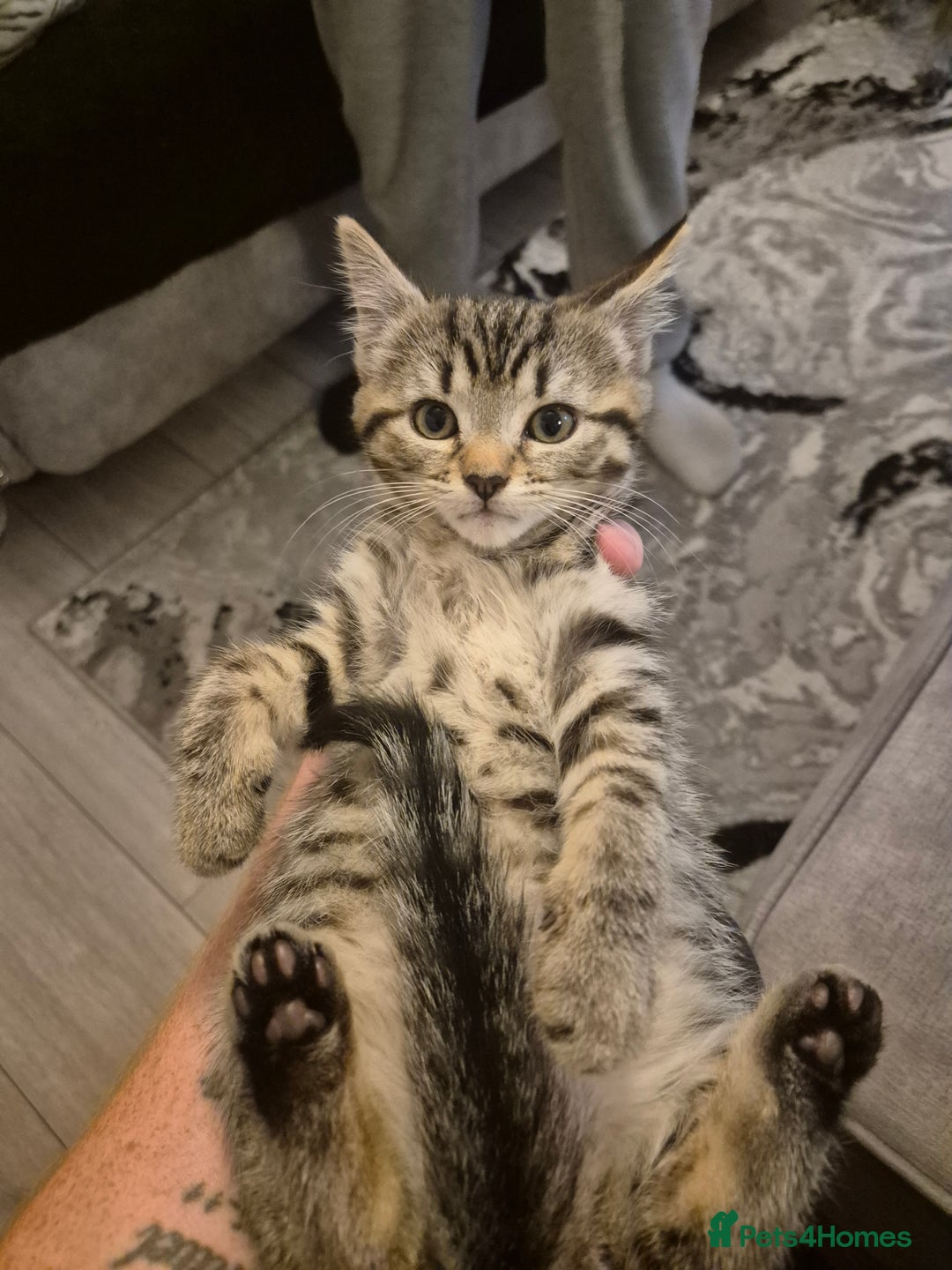 Mixed Breed cats for sale: Beautiful kittens  - Image 3