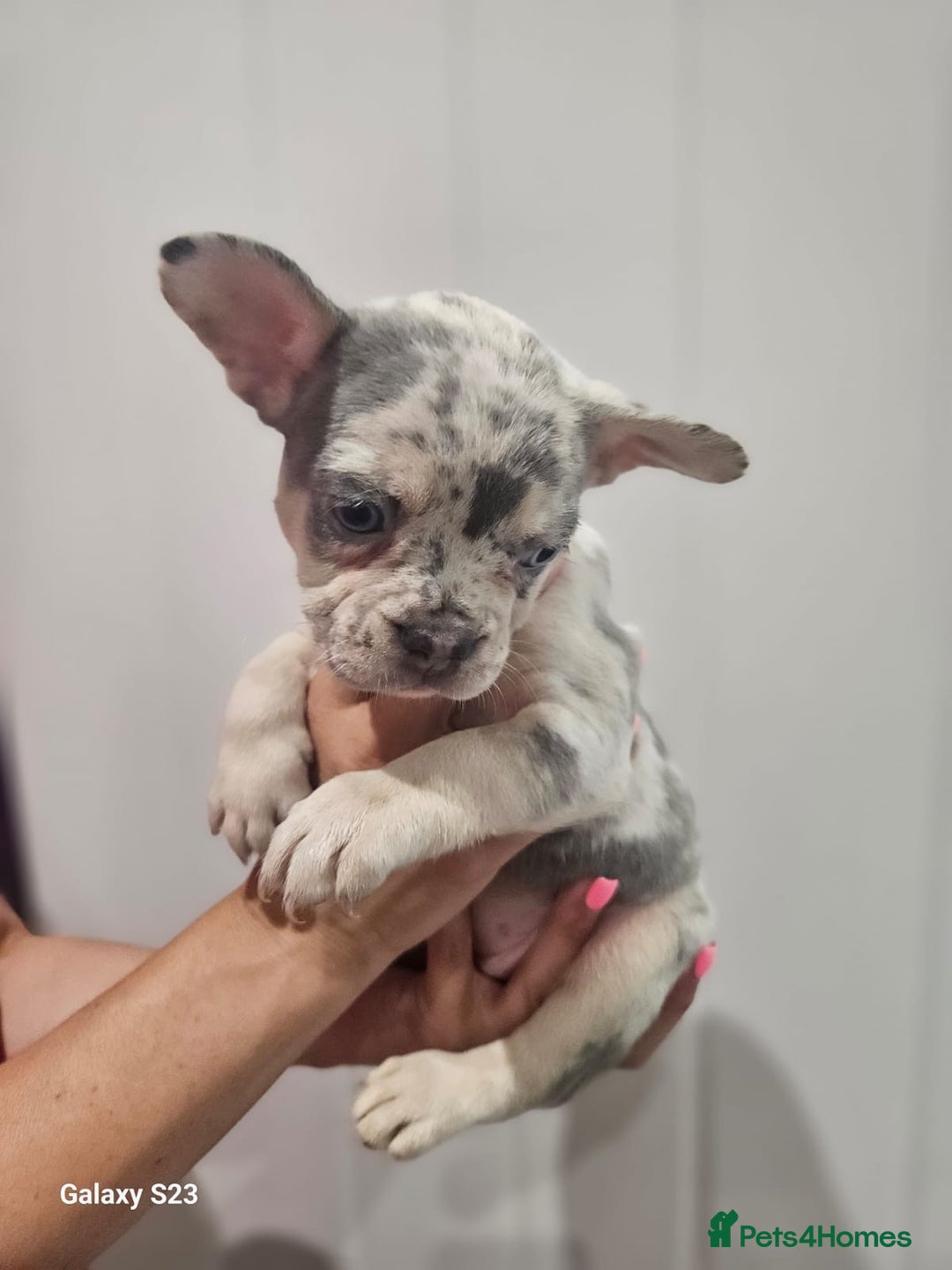 French Bulldog dogs for sale: ⭐️⭐️⭐️⭐️litter of 6 Beautiful french bulldogs 😍🏠 in Southampton - Image 3