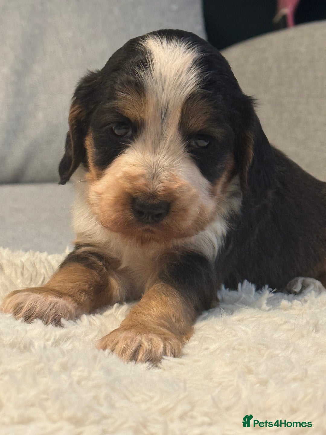 Cocker Spaniel dogs for sale: 6 Cocker Spaniel puppies for sale - Advert 33