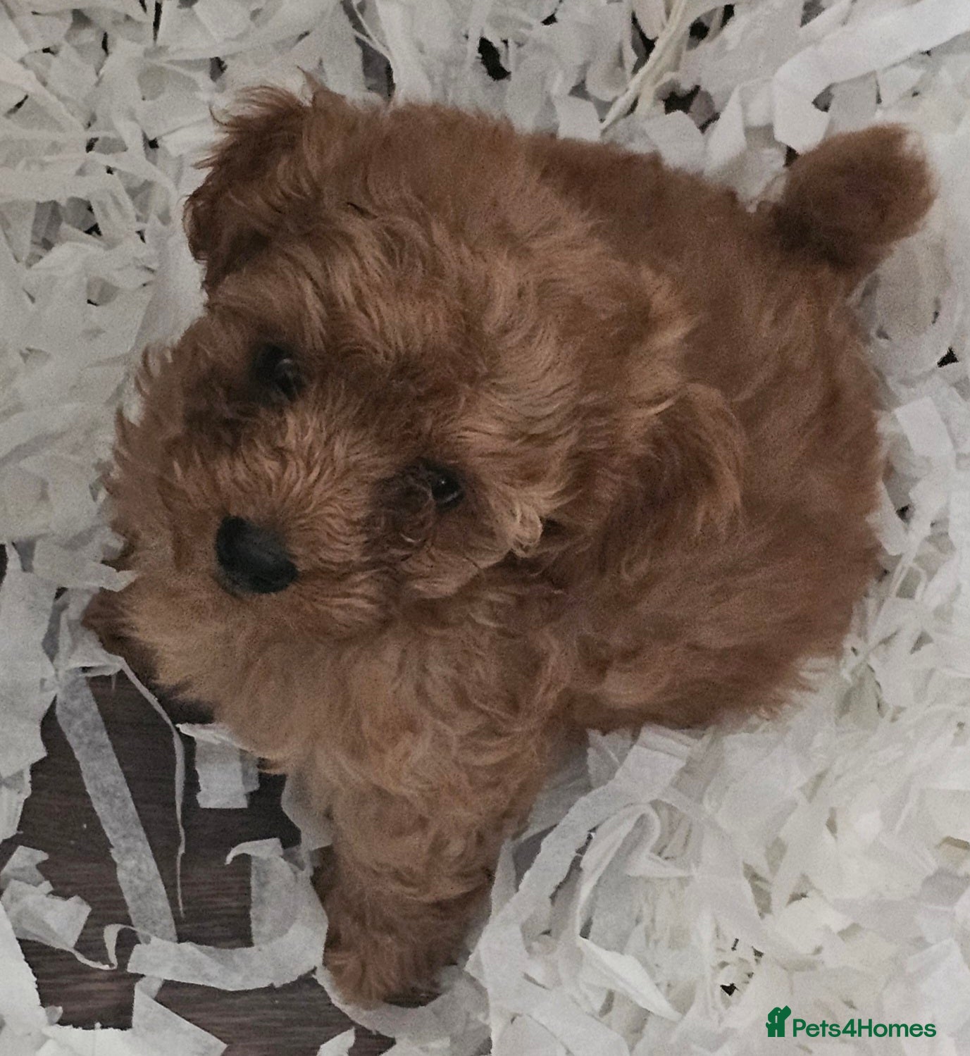 Cavapoo dogs READY NOW Red f1b TOY cavapoo puppies - Advert 9