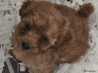 Cavapoo dogs READY NOW Red f1b TOY cavapoo puppies - Advert 9