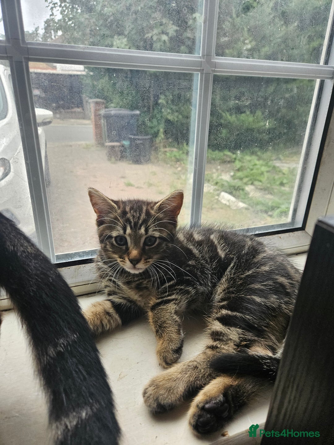 Mixed Breed cats for sale: Free kitten - Image 14