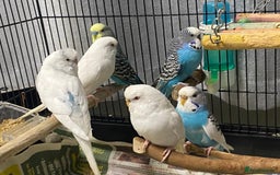 Budgerigars birds for sale: Budgies for sale - £15 each clearance - Image 3