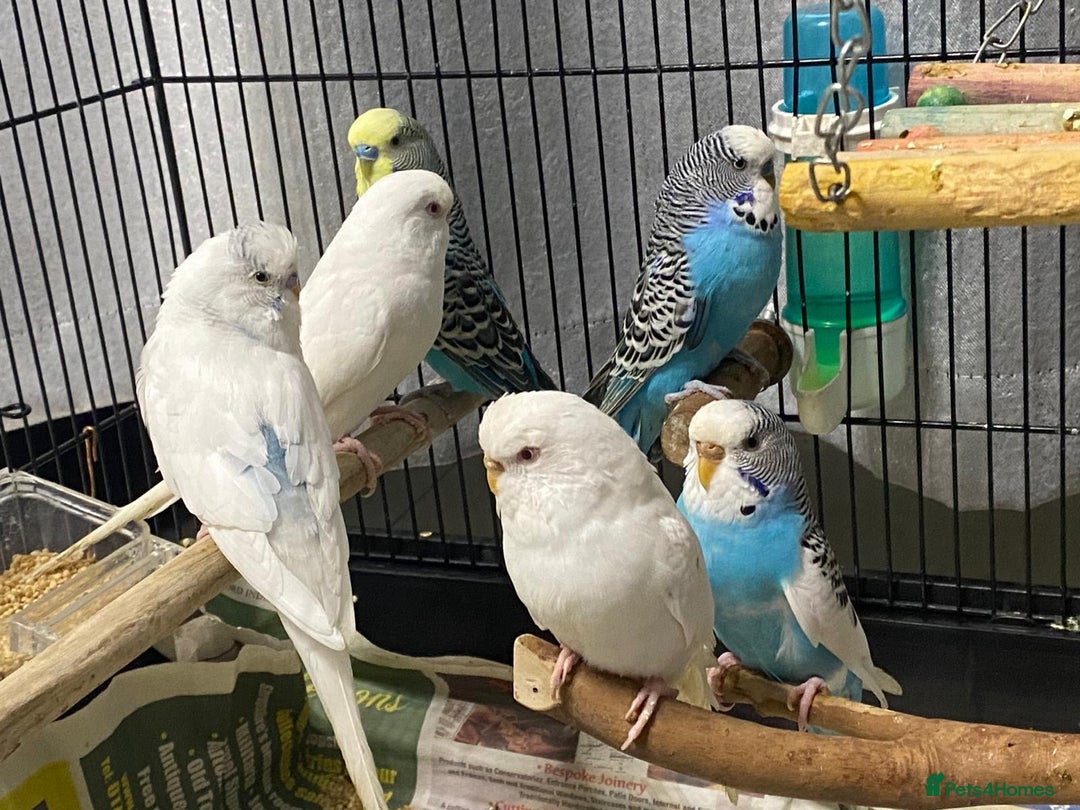 Budgerigars birds for sale: Budgies for sale - £15 each clearance - Image 3