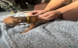 Mixed Breed dogs for sale: Chihuahua puppies £300 - Image 10