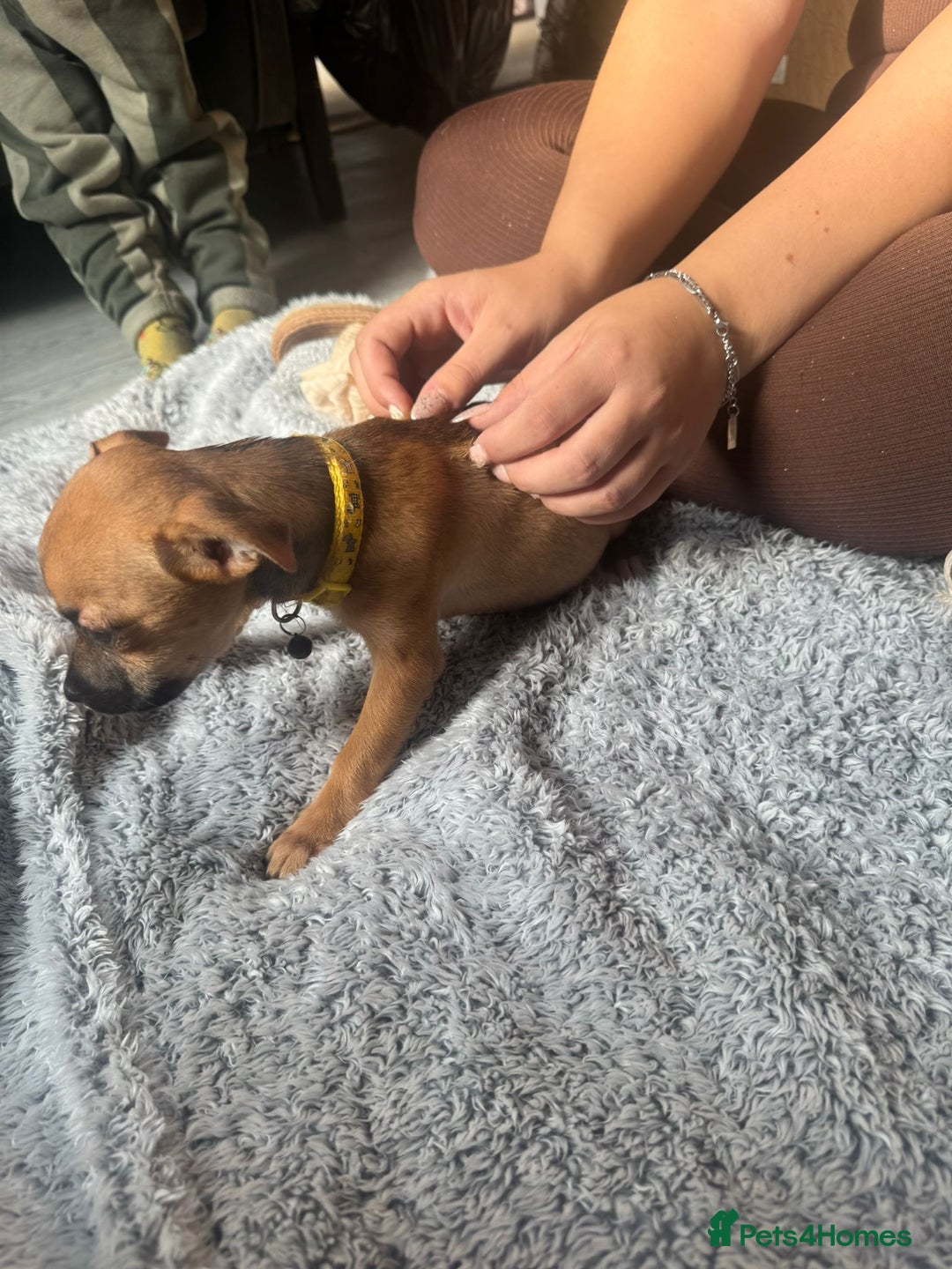 Mixed Breed dogs for sale: Chihuahua puppies £300 - Image 10