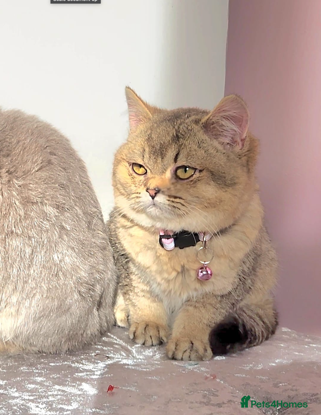 British Shorthair cats for sale: Gorgeous British Shorthair Kittens - Advert 25