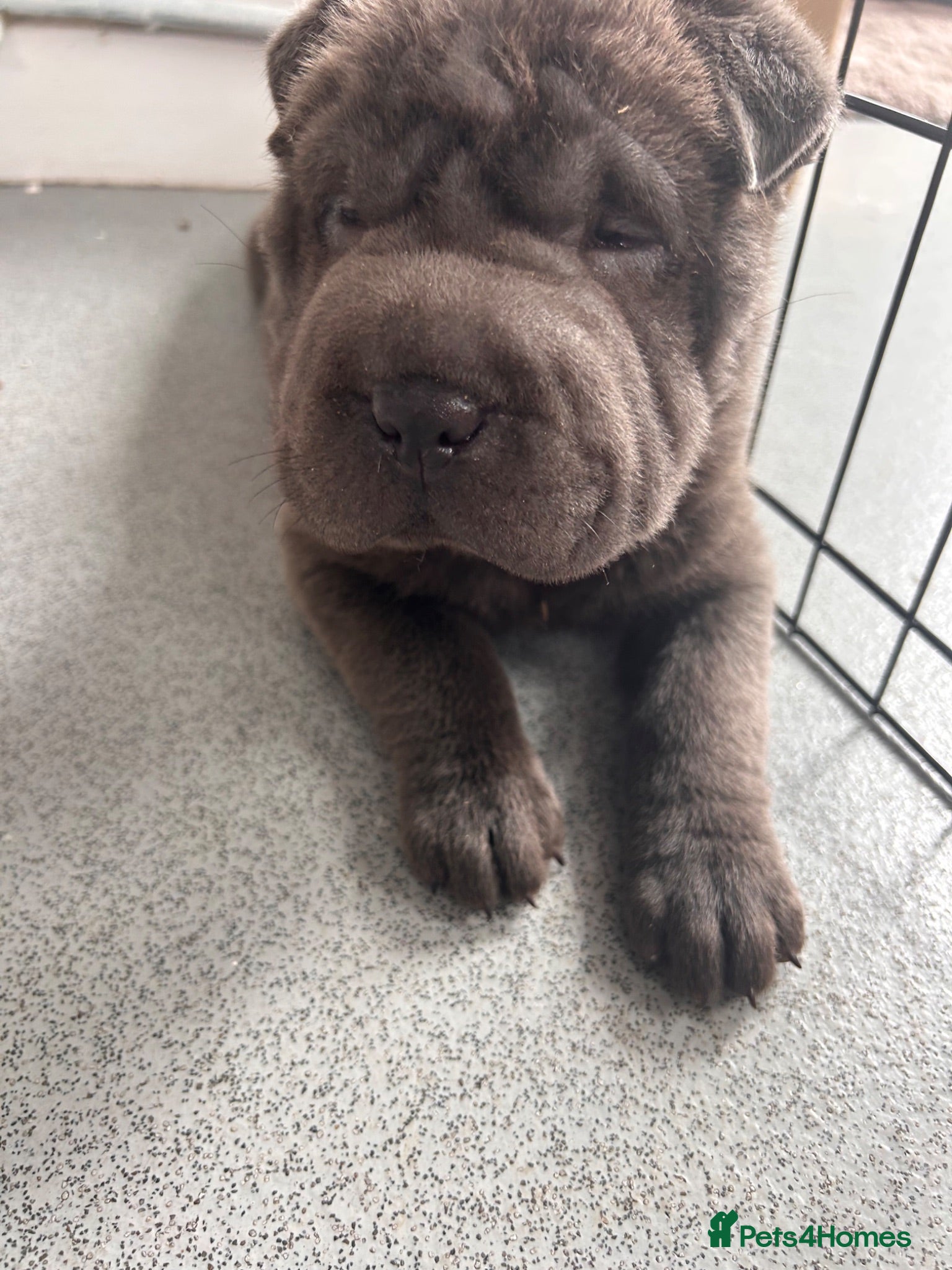 Shar Pei dogs Kc registered shar pei - Advert 2