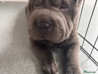 Shar Pei dogs Kc registered shar pei - Advert 2