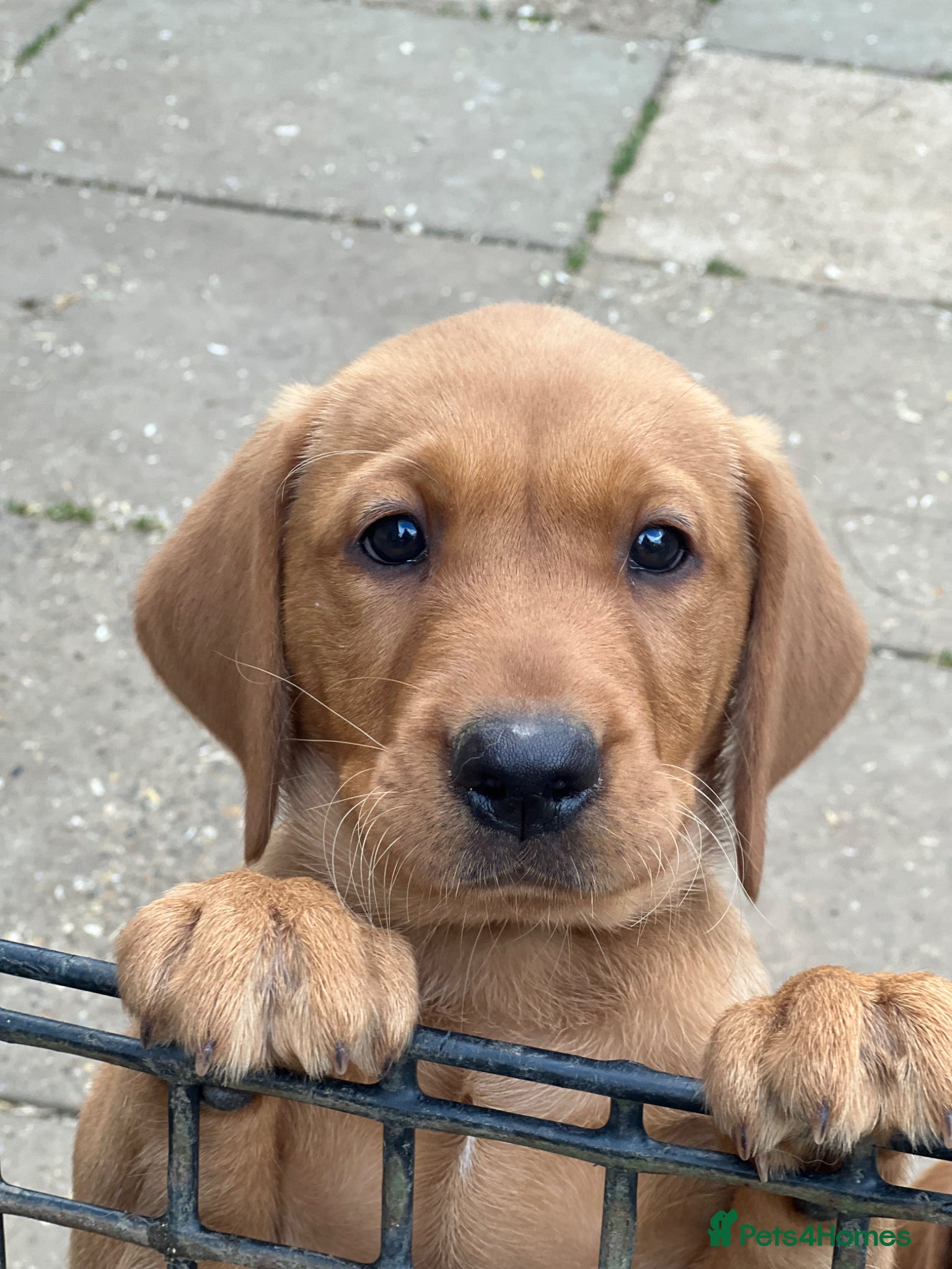 Labrador Retriever dogs for sale: Stunning Fox Red Labrador pups for sale - Advert 2