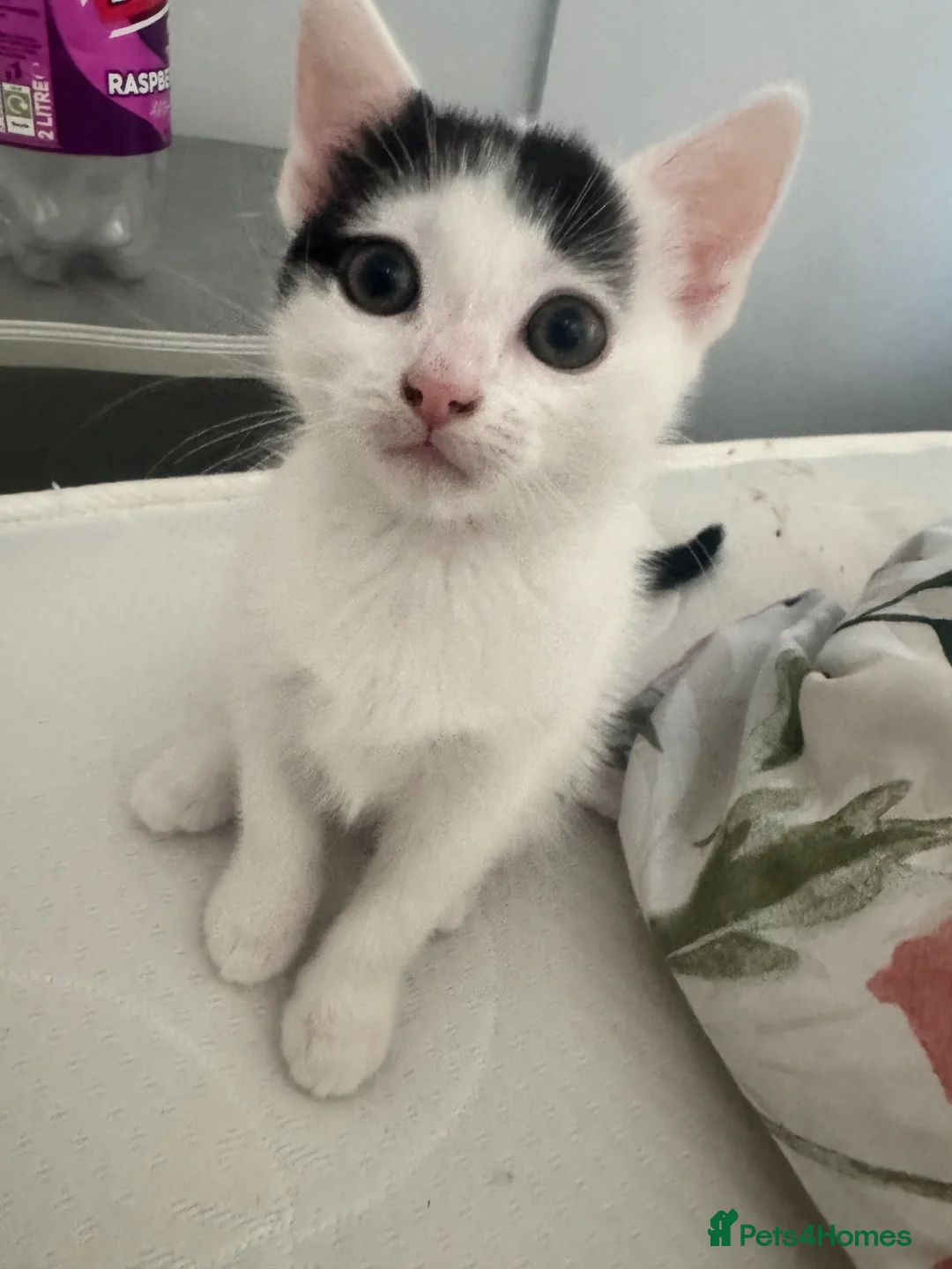 Mixed Breed cats for sale: Kitten - Advert 3