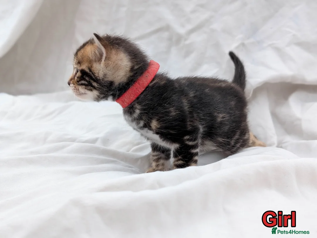 Bengal cats for sale: Gorgeous health tested glitter TICA Bengal kittens - Advert 2