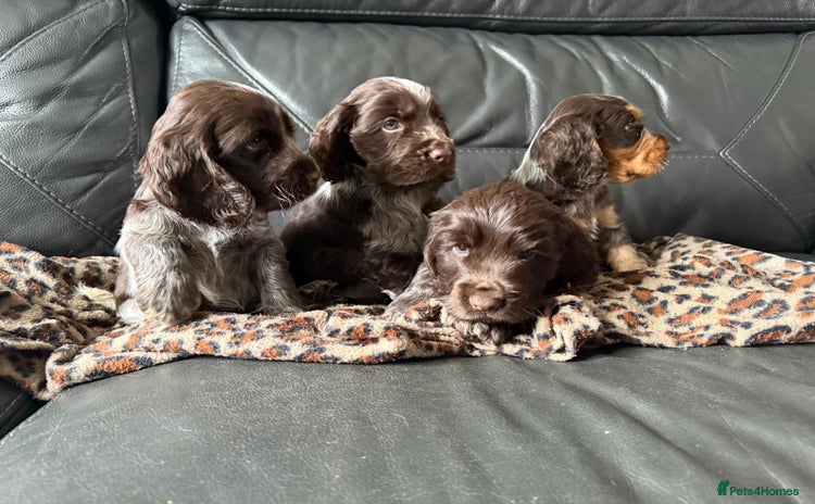 Cocker Spaniel dogs - Advert 1