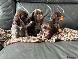 Cocker Spaniel dogs - Advert 12