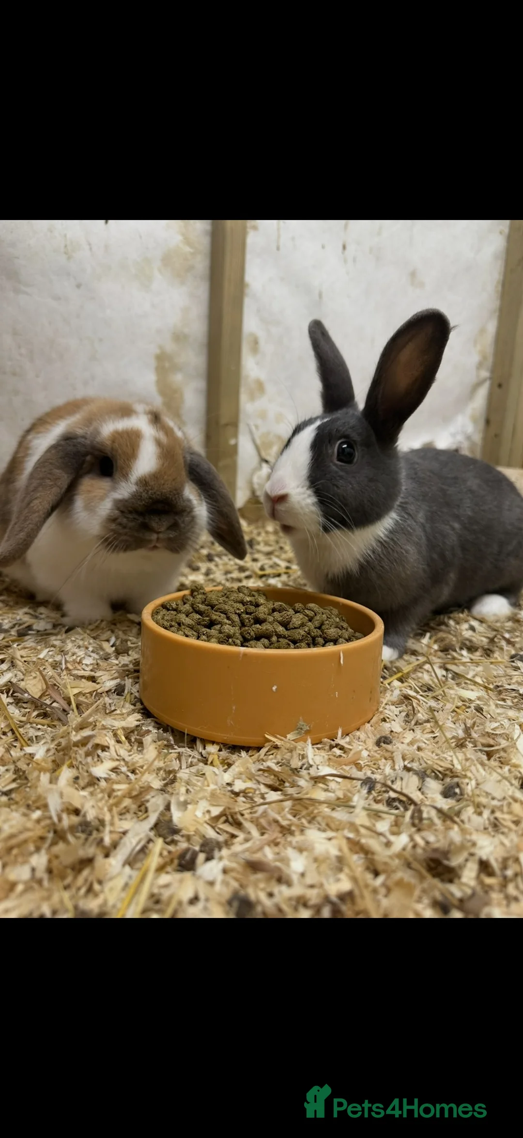 Mixed Breed rabbits for sale: Dutch x Lop rabbit kits for sale in Newcastle - Advert 7