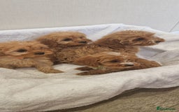 Cavapoo dogs for sale: Beautiful cavapoo fur babies  - Image 4