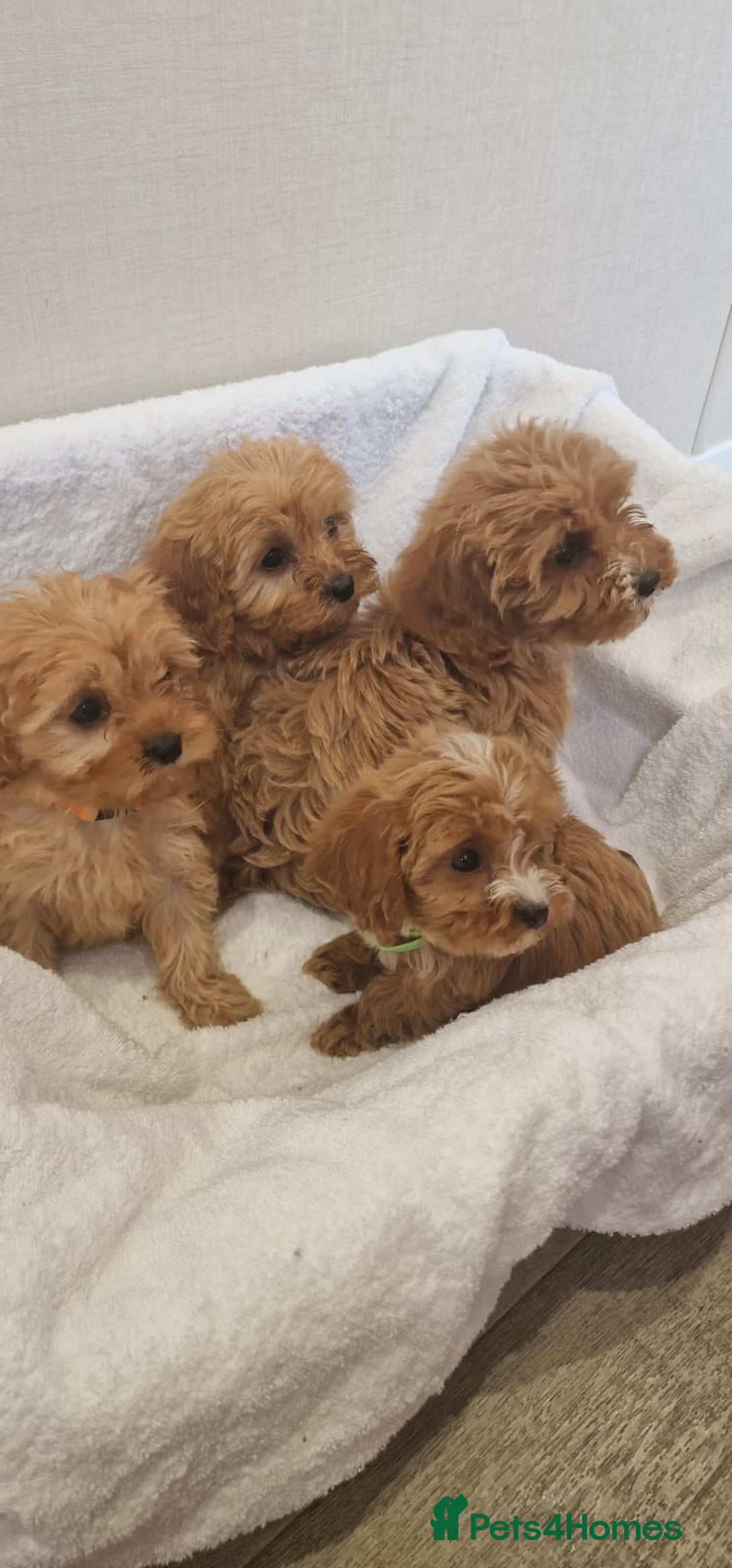Cavapoo dogs for sale: Beautiful cavapoo fur babies  - Image 4