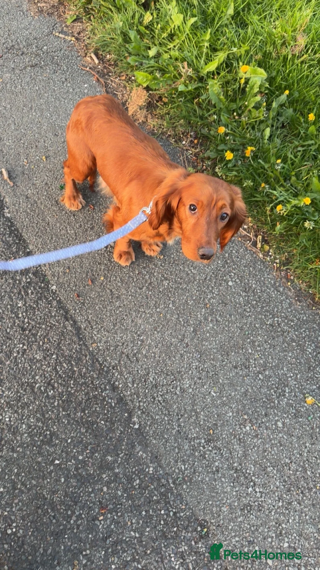 Cocker Spaniel dogs for sale: Beautiful working cocker spaniels  - Advert 12